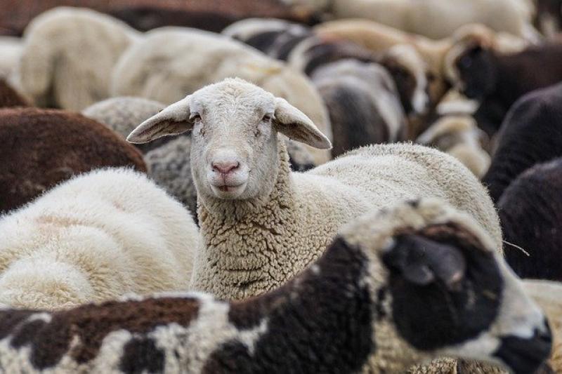Λάρισα: «Το νομοσχέδιο για τις σταυλικές εγκαταστάσεις, είναι προς όφελος των κτηνοτρόφων» λέει η Φ. Αραμπατζή