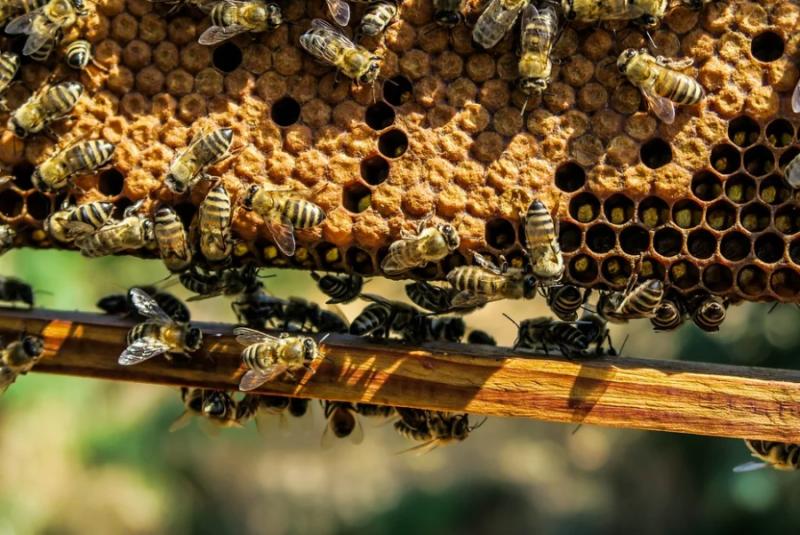 Μέχρι 31 Δεκεμβρίου οι δηλώσεις για τις μελισσοκομικές κυψέλες