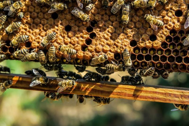 Δωρεάν σεμινάρια για μελισσοκόμους σε όλη τη χώρα
