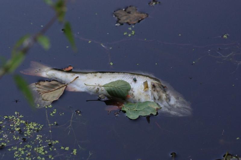 &quot;Αργοπεθαίνει&quot; η λίμνη Κορώνεια - Χιλιάδες νεκρά ψάρια