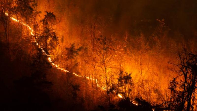 Απαγόρευση κυκλοφορίας στα δάση της Μεσσηνίας το Σάββατο 20 Ιουλίου