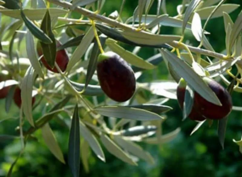 Σε ποιες περιοχές της Κορινθίας θα γίνει ψεκασμός δακοκτονίας