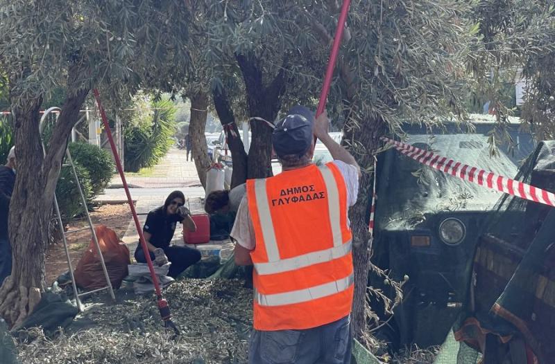 Το «λιομάζωμα» που έγινε θεσμός στον δήμο Γλυφάδας