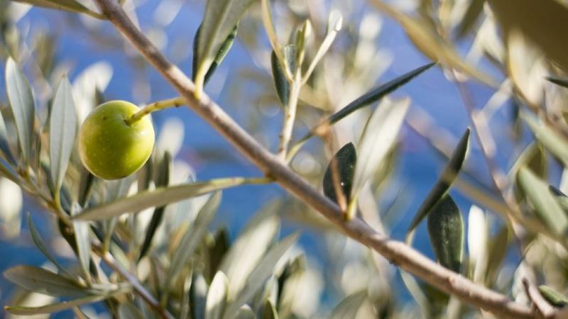 Σημαντικά μειωμένη αναμένεται η φετινή ποιοτική παραγωγή πράσινης ελιάς στη Χαλκιδική