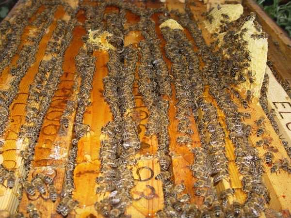 Μελισσοκομία: Μειωμένη η παραγωγή στην Πελοπόννησο (βίντεο)