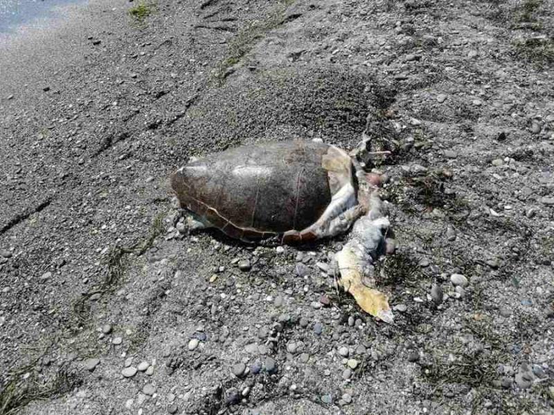 Νεκρή θαλάσσια χελώνα στην ανατολική παραλία Καλαμάτας