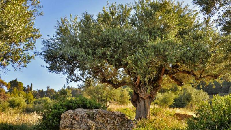 Πρόγραμμα δακοκτονίας Παρασκευή 20 Σεπτεμβρίου στη Μεσσηνία