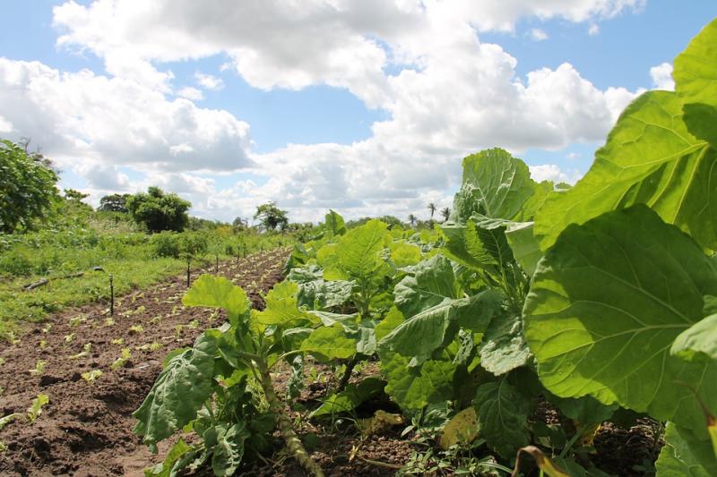 Βιολογική γεωργία: Πιστώνεται η ενίσχυση στους δικαιούχους