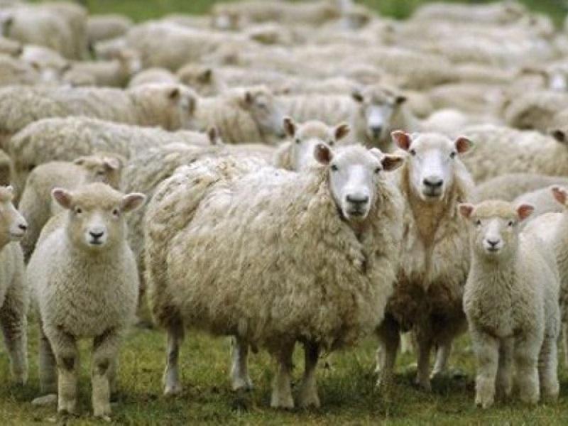 Σύσκεψη στην Περιφέρεια Πελοποννήσου για τον καταρροϊκό πυρετό στα αιγοπρόβατα