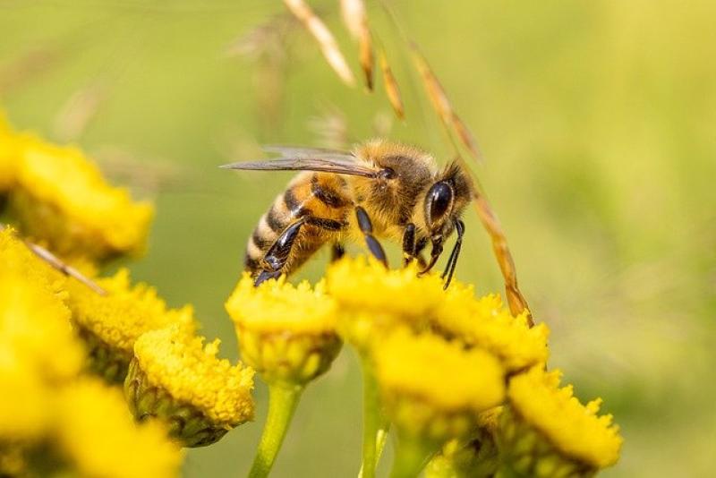 Προτεινόμενα Μέτρα από Δ/νση Αγροτικής Οικονομίας και Κτηνιατρικής Τριφυλίας για την προστασία των μελισσών από γεωργικά φάρμακα