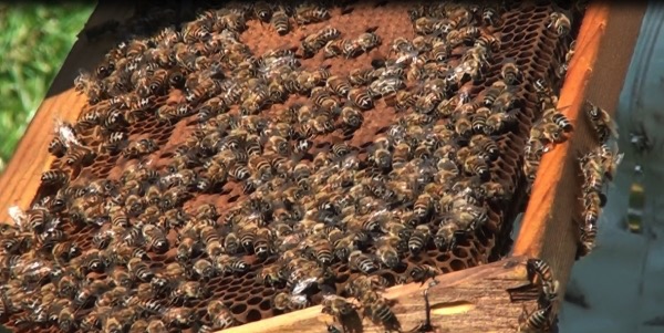 &quot;Αναγκαία η προστασία των μελισσών από τους ψεκασμούς&quot;