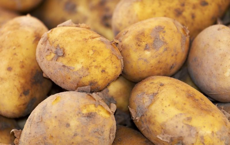 Επικοινωνία Λαμπρόπουλου με ΥπΑΑΤ για την πρώιμη πατάτα