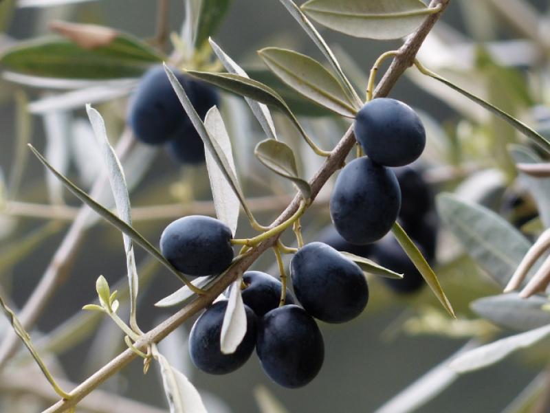 Σύσκεψη με ΕΛΓΑ για τα προβλήματα στις καλλιέργειες από τον καύσωνα