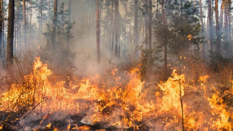 Απαγόρευση κυκλοφορίας στα δάση της Μεσσηνίας την Παρασκευή 2 Αυγούστου