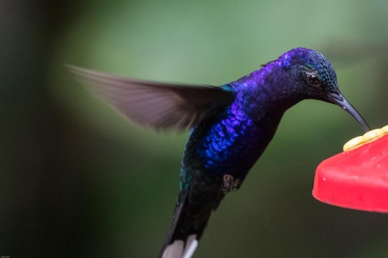 Μαγεύουν με τα χρώματά τους τα πουλιά κολίμπρι (video)
