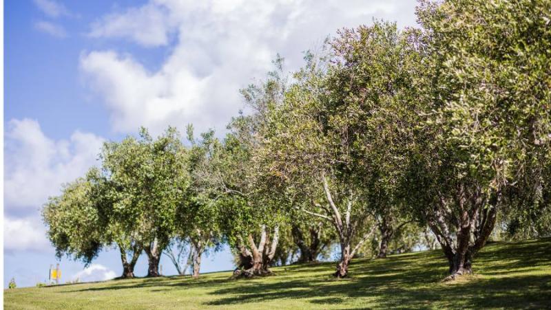 Πρόγραμμα δακοκτονίας Τετάρτη 4 Σεπτεμβρίου στη Μεσσηνία