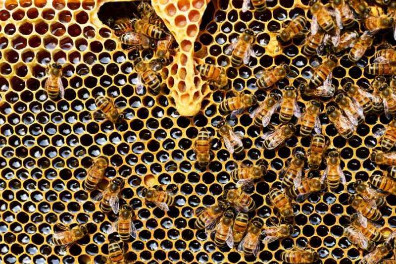 ΕΕ: H Eπιτροπή καταχωρίζει την Ευρωπαϊκή Πρωτοβουλία Πολιτών για τη διάσωση των μελισσών