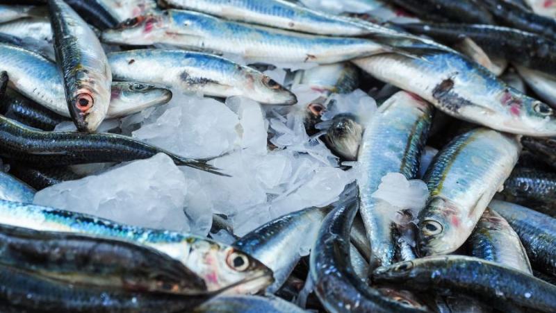 Εκδόθηκε το ΦΕΚ για de minimis ενίσχυση των αλιέων που επλήγησαν από τον Daniel