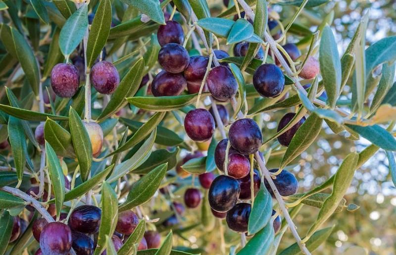 Σε ποιες περιοχές της Καλαμάτας θα γίνει ψεκασμός δακοκτονίας