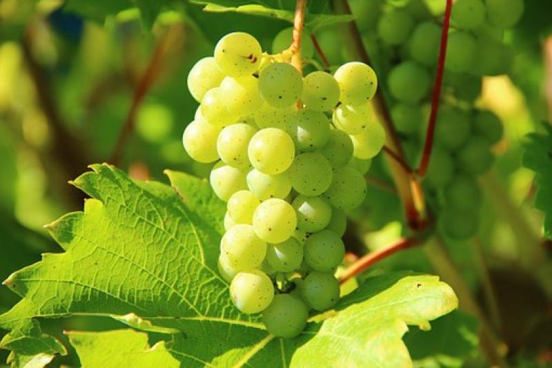 Μειωμένη παραγωγή αλλά εξαιρετική ποιότητα τα κρασιά του νότιου ημισφαιρίου
