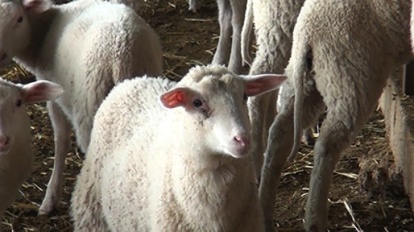 Νέα προκήρυξη για τη βιολογική κτηνοτροφία μετά το… αδιαχώρητο για τις «Βιολογικές Καλλιέργειες»