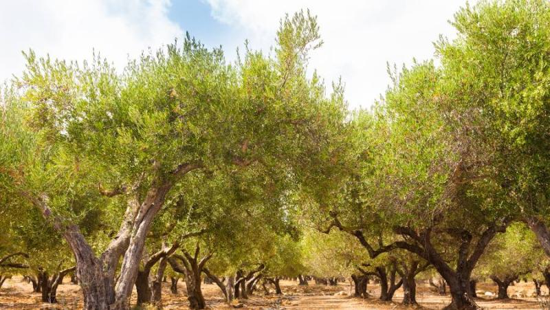 Πρόγραμμα δακοκτονίας Σάββατο 14 Σεπτεμβρίου και Δευτέρα 16 Σεπτεμβρίου στη Μεσσηνία