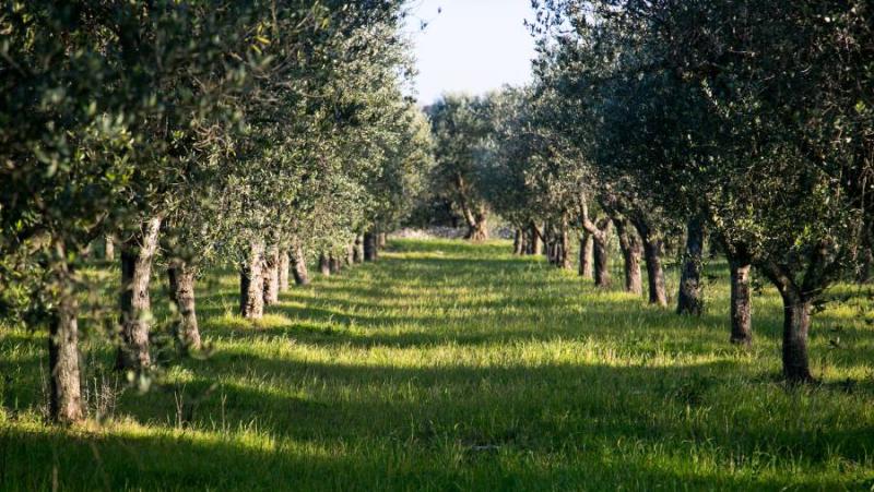 Πρόγραμμα δακοκτονίας Σάββατο 3 Αυγούστου και Δευτέρα 5 Αυγούστου