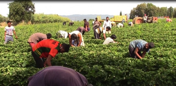 Νόμιμη εργασία και για παράτυπους μετανάστες – Οι αγρότες θα δικαιολογούν τα έξοδά τους