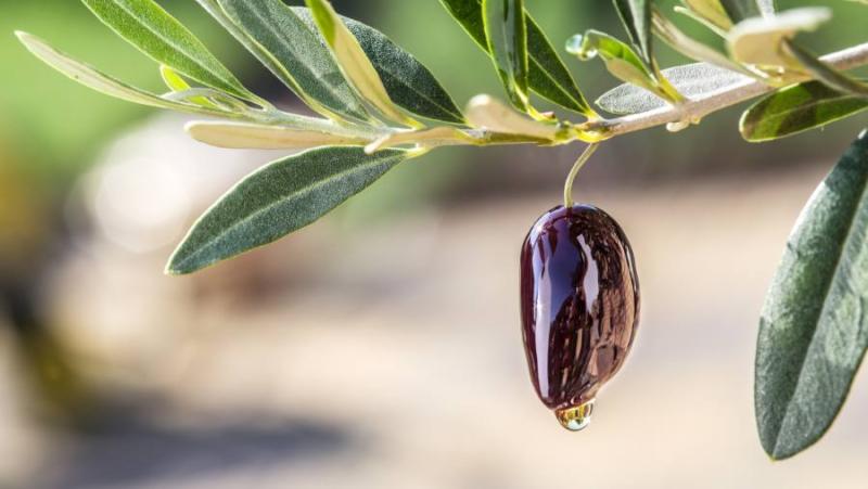 ΠΜΣ «Τεχνολογία και Ποιότητα Επιτραπέζιας Ελιάς και Ελαιολάδου»: Συνεχίζονται οι ετήσεις μέχρι τις 20 Σεπτεμβρίου