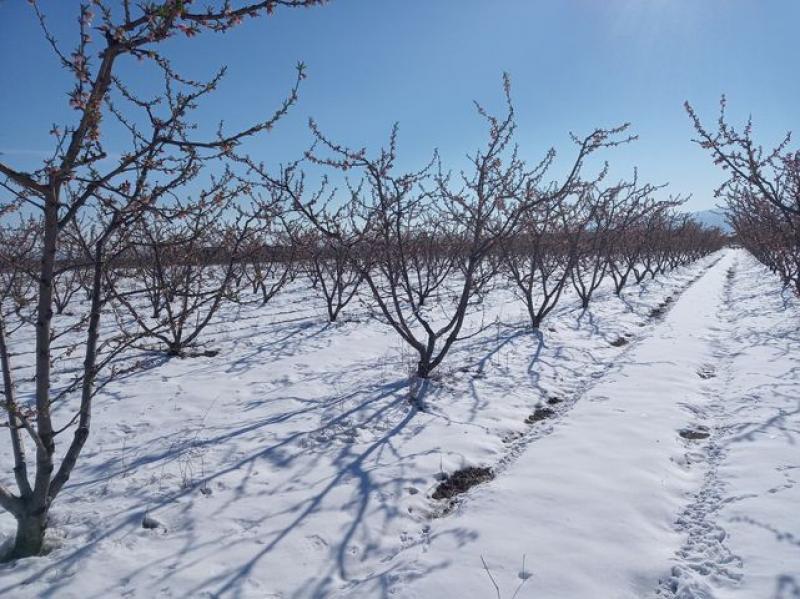Κάηκαν από τον πάγο καλλιέργειες σε Πέλλα και Ημαθία - Η ζημιά στα χωράφια φτάνει μέχρι και 99%