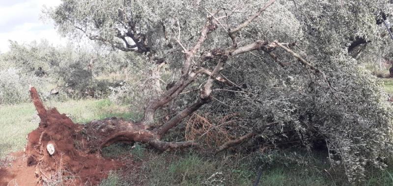 Καταστροφές από ανεμοστρόβιλο στη Μεσσηνία (Φωτογραφίες)