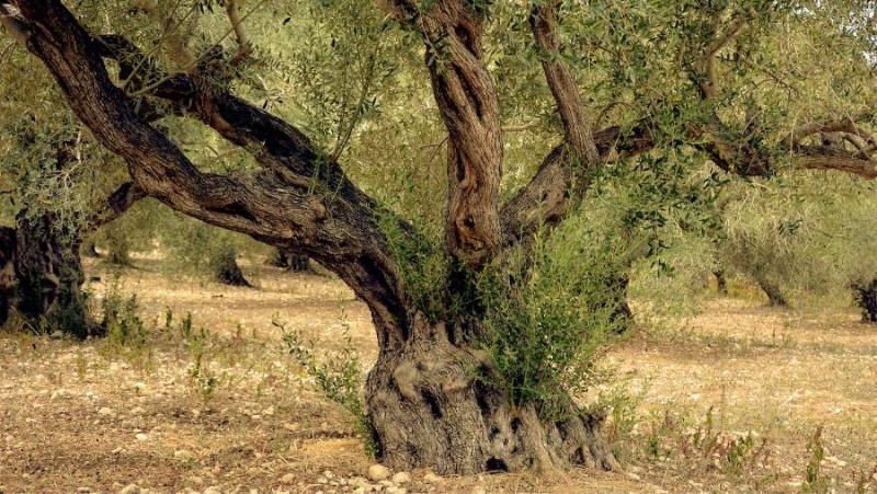 Πρόγραμμα δακοκτονίας Τρίτη 6 Αυγούστου στη Μεσσηνία