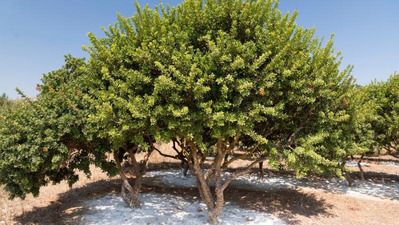 Νεα Γεωργία Νέα Γενιά: «Μαστιχόδεντρα: Διασφαλίζοντας το μέλλον ενός εθνικού προϊόντος»