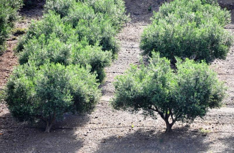 Αυξημένη αναμένεται η φετινή παραγωγή πράσινης ελιάς στη Χαλκιδική