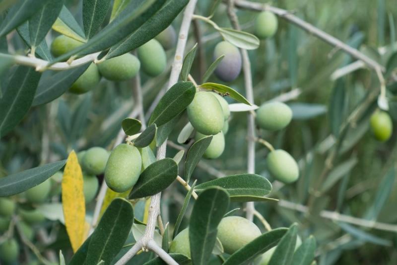 Η δακοκτονία στη Μεσσηνία σήμερα