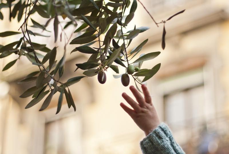 Μαθητές από τη Μεσσήνη επισκέφτηκαν το Καρτερόλι και έμαθαν τα πάντα για την ελιά