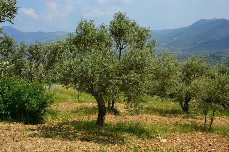 Συνάντηση της ΕΔΟΕΠΕΛ με το ΥΠΑΑΤ για τα προβλήματα της ελιάς