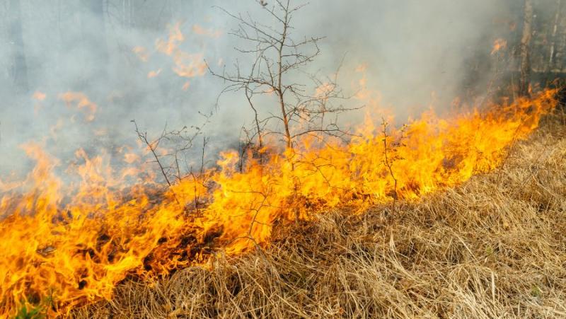 Καταγραφή ζημιών από την πυρκαγιά στην Τ.Κ. Ασπροπουλιάς