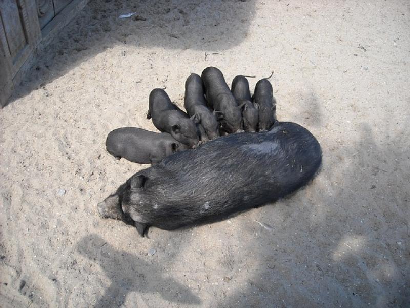 Εκτροφείς μαύρου χοίρου ζητούν τη δίκαιη κατανομή επιλέξιμων βοσκότοπων, με επιστολή στον υπουργό