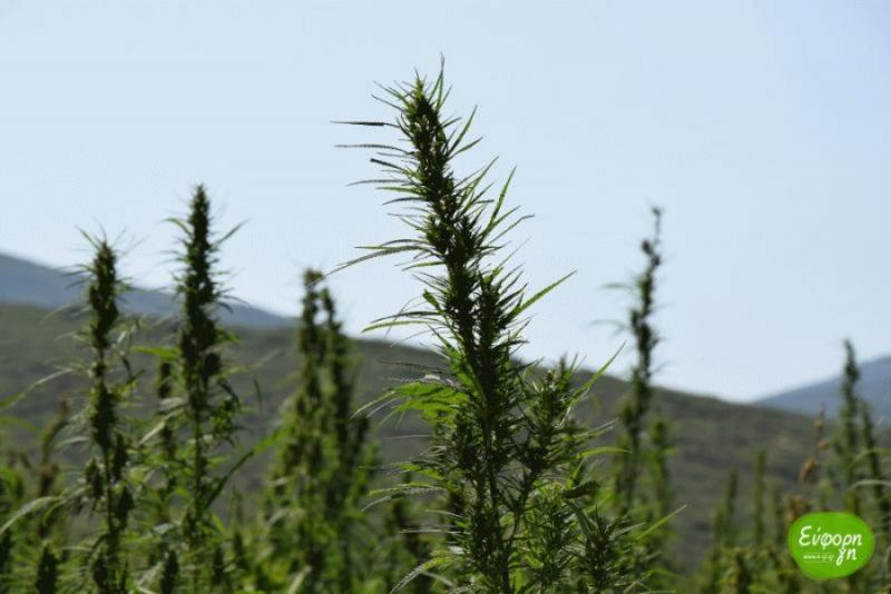 Το Σεπτέμβριο στη Θεσσαλονίκη η Salonica Cannabis Expo 2018