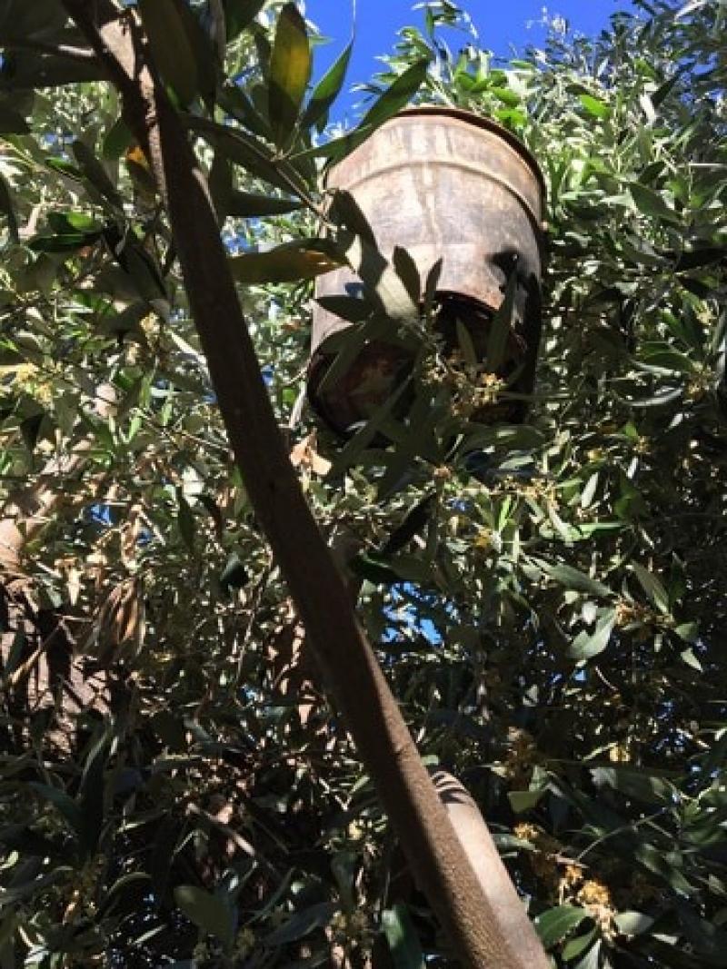Καλαμάτα: Καλλιεργούσε χασίς πάνω σε ελιές