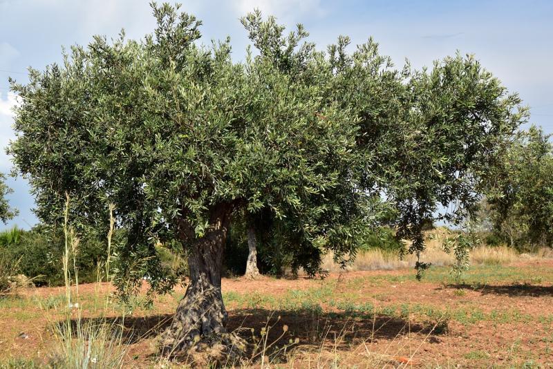 Ανταρσία στο Μωριά: Το χρηματιστήριο του ελαιόλαδου...και όχι μόνο