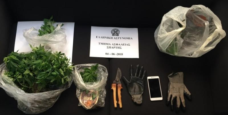 Συλλήψεις για χασισοφυτεία με 651 δενδρύλλια στη Λακωνία