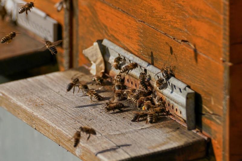 Η μελισσοκομία κατά την αντιπυρική περίοδο