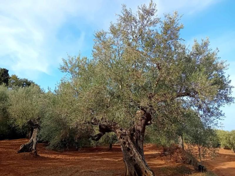 Π. Μαντάς: &quot;Η ξηρασία απειλεί τις καλλιέργειες της Μεσσηνίας&quot;