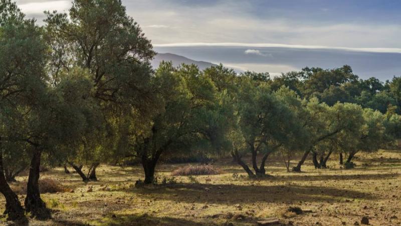 Πρόγραμμα δακοκτονίας Τετάρτη 7 Αυγούστου στη Μεσσηνία