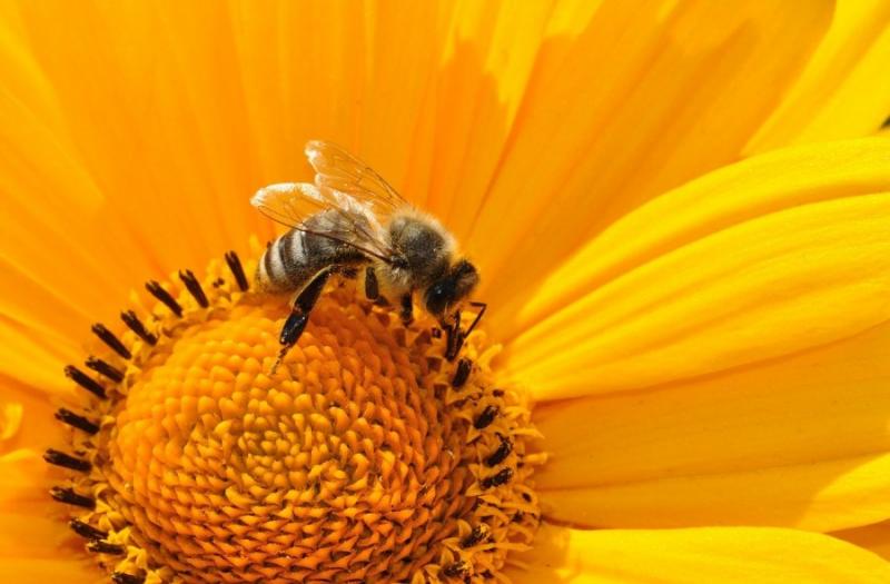 Η Περιφέρεια Θεσσαλίας ψεκάζει με &quot;σεβασμό&quot; στις μέλισσες