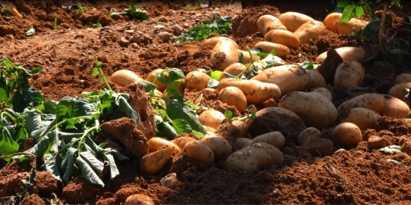 Στα 30 λεπτά η τιμή της πατάτας σε Ηλεία και Μεσσηνία - «Ανάσα» για την Ηλεία η μεγάλη ζήτηση για εξαγωγές
