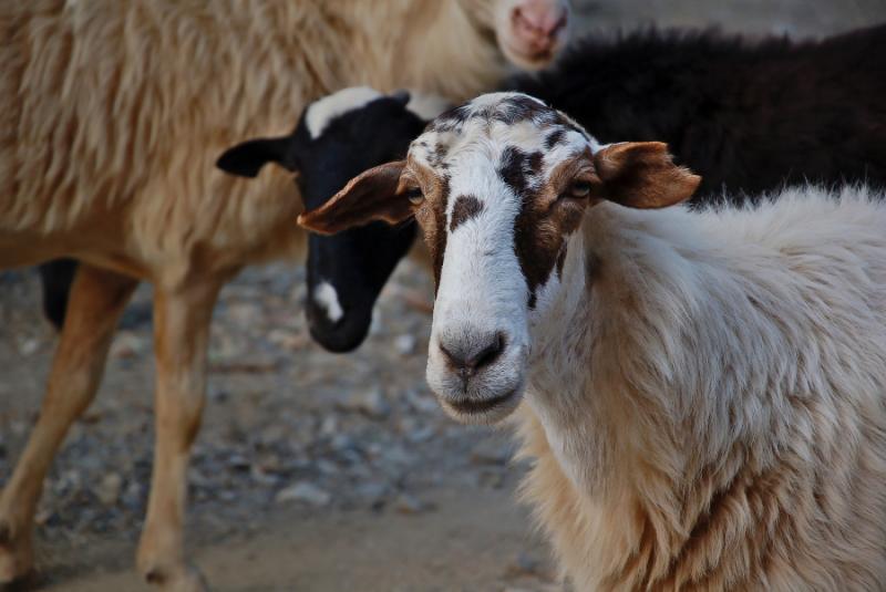 Κρούσματα καταρροϊκού πυρετού στην Ηλεία - Προσοχή από τους κτηνοτρόφους