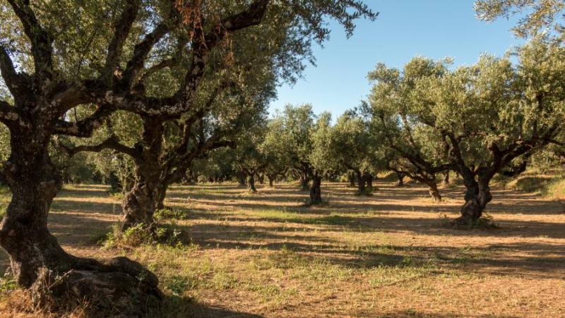 Πρόγραμμα δακοκτονίας Δευτέρα 21 Οκτωβρίου στη Μεσσηνία